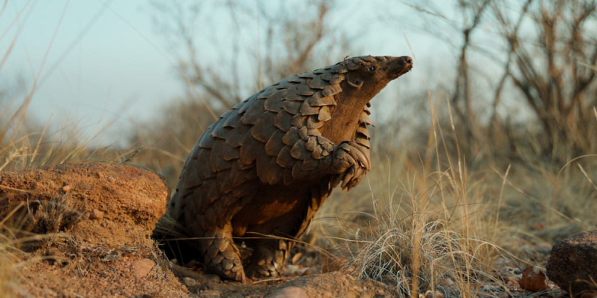 Pangolin Documentary – Kulu’s Journey on Netflix