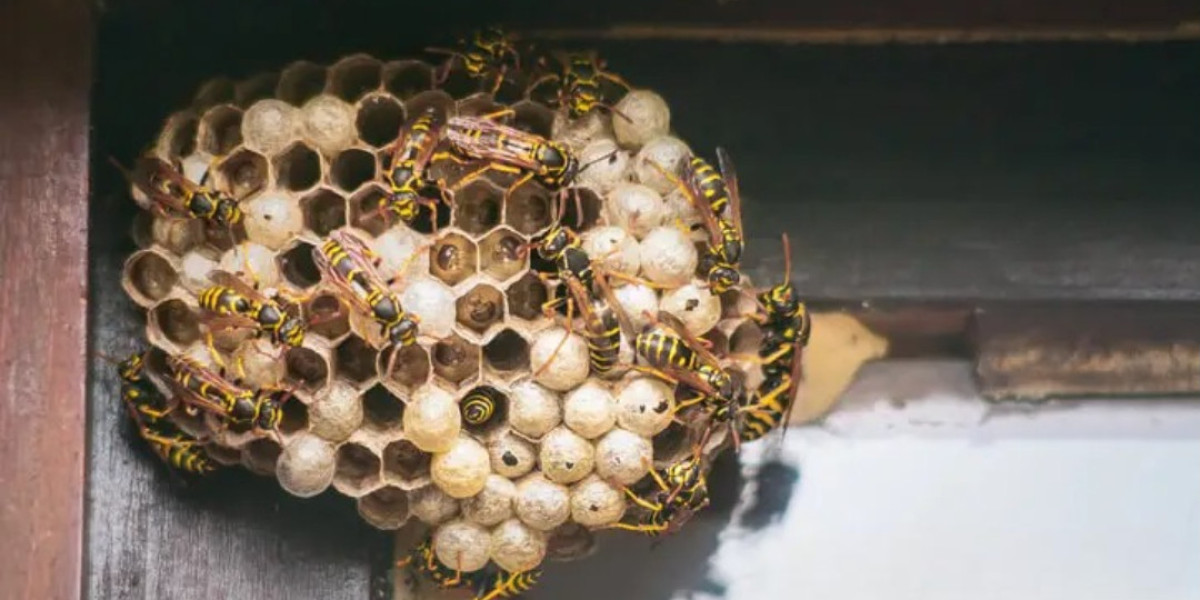 Trusted Pest Solutions for Every Property