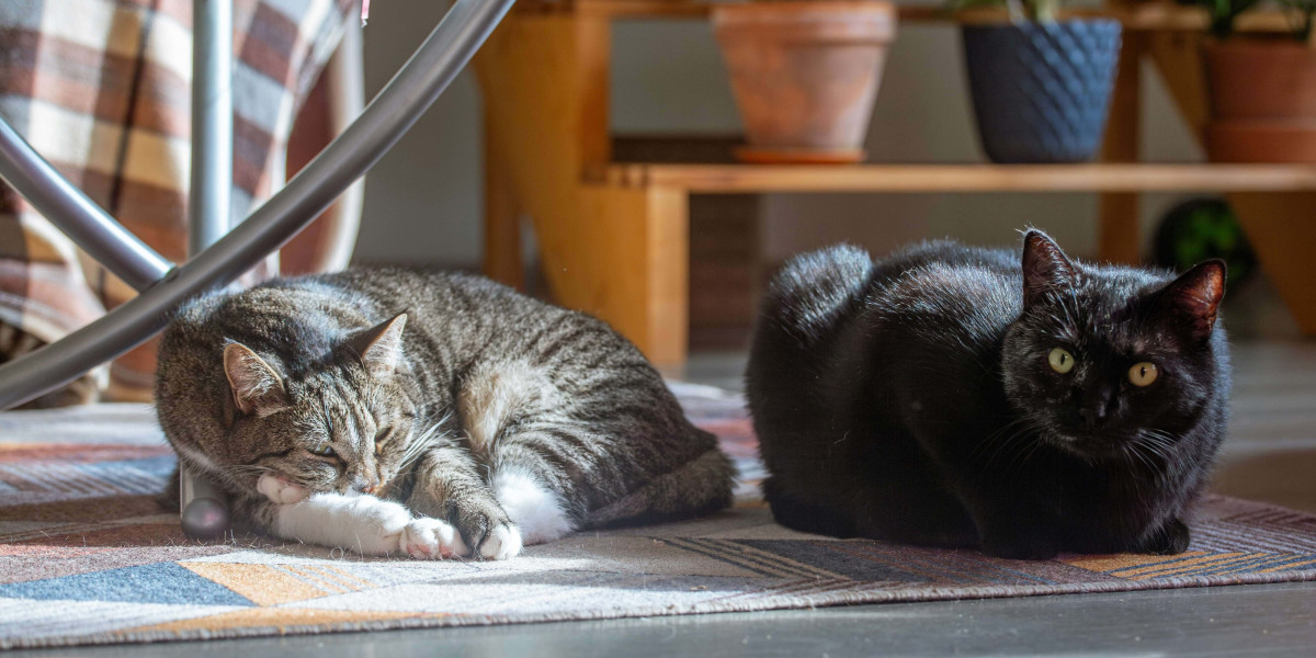 How Indoor Cats Have Unique Dietary Needs Compared to Outdoor Cats